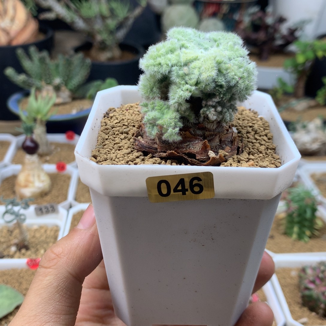 福利羽叶杨葵母本带盆