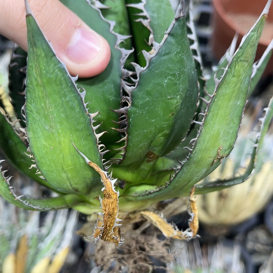 霍利达精品好养福利价