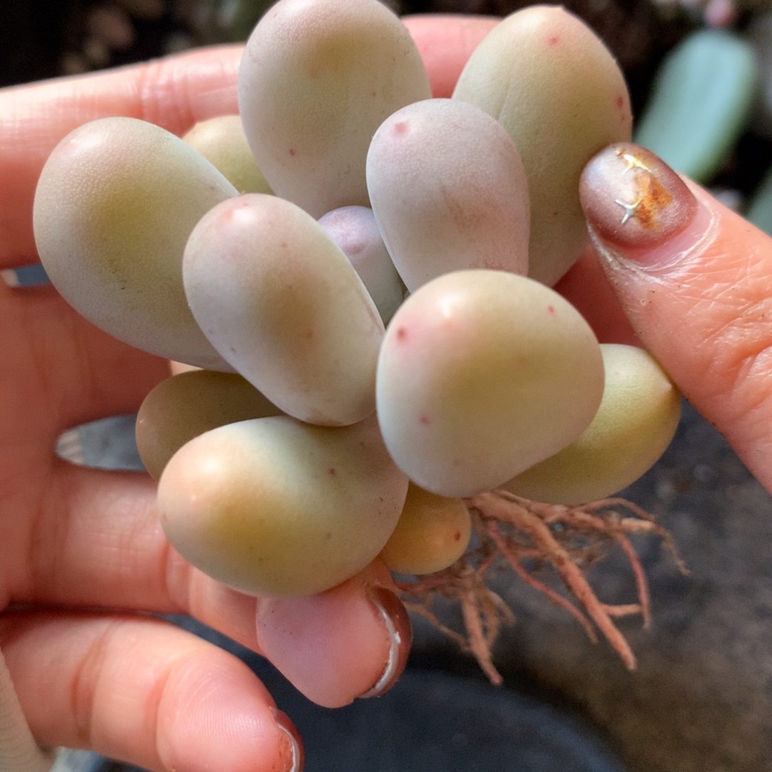 米可奶酪有锦哈哈哈哈