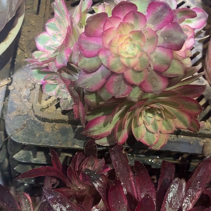 荔枝两颗脱土发货9.9