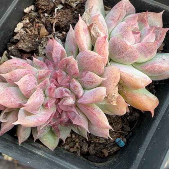 380女王缀多肉植物多