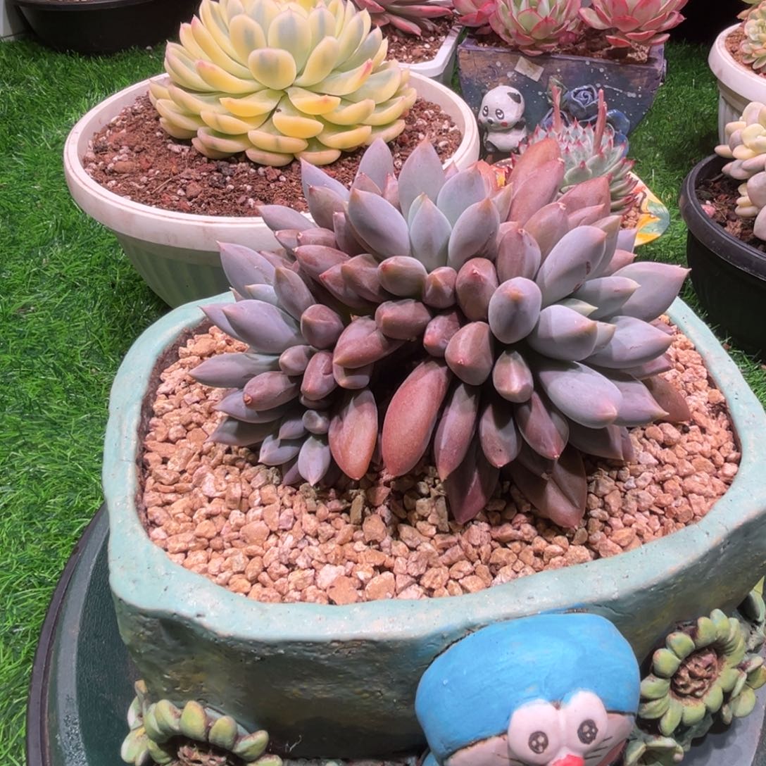 哥特，一物一拍不含盆