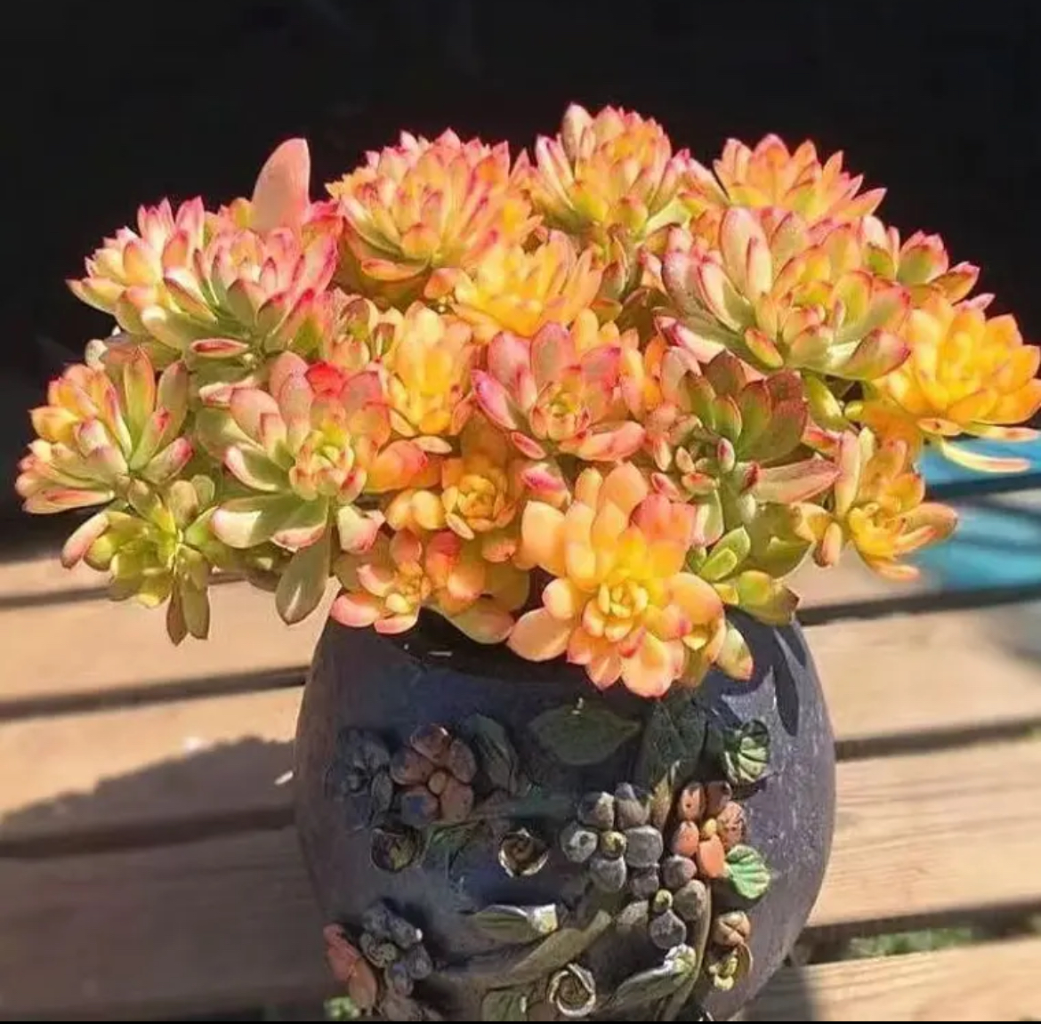 超大整桩老桩叮当锦  精品多肉植物自然锦不褪色新手皮实好看好养