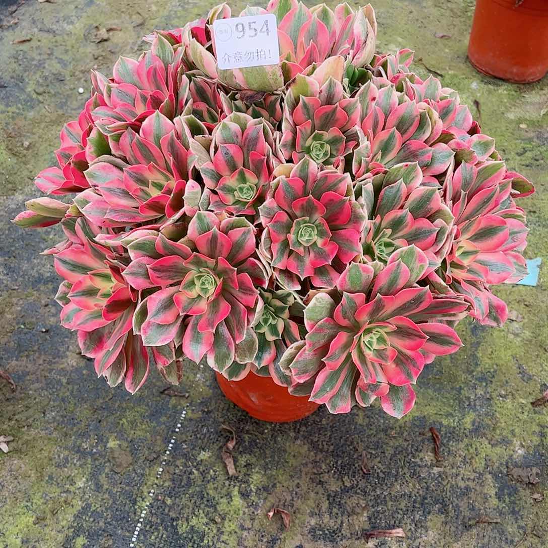 无花朵?****?多肉植物954