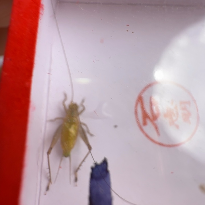 漂亮大个一只合适好看