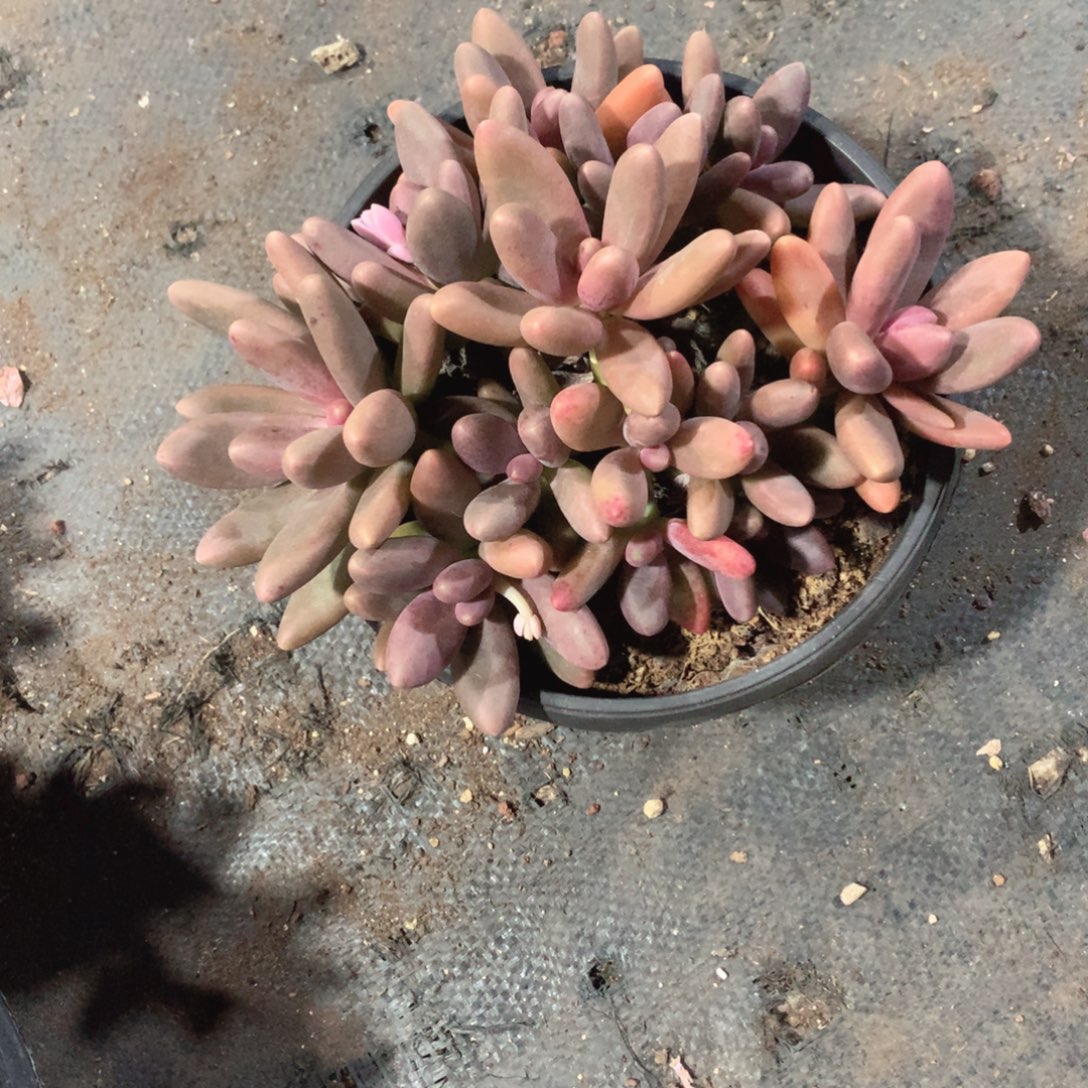 多肉植物多肉糖果