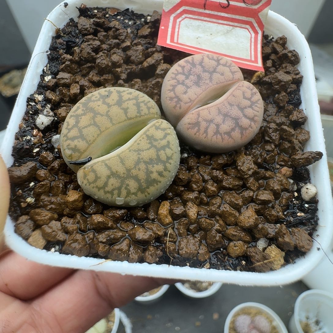 452多肉哈哈哈哈哈哈哈