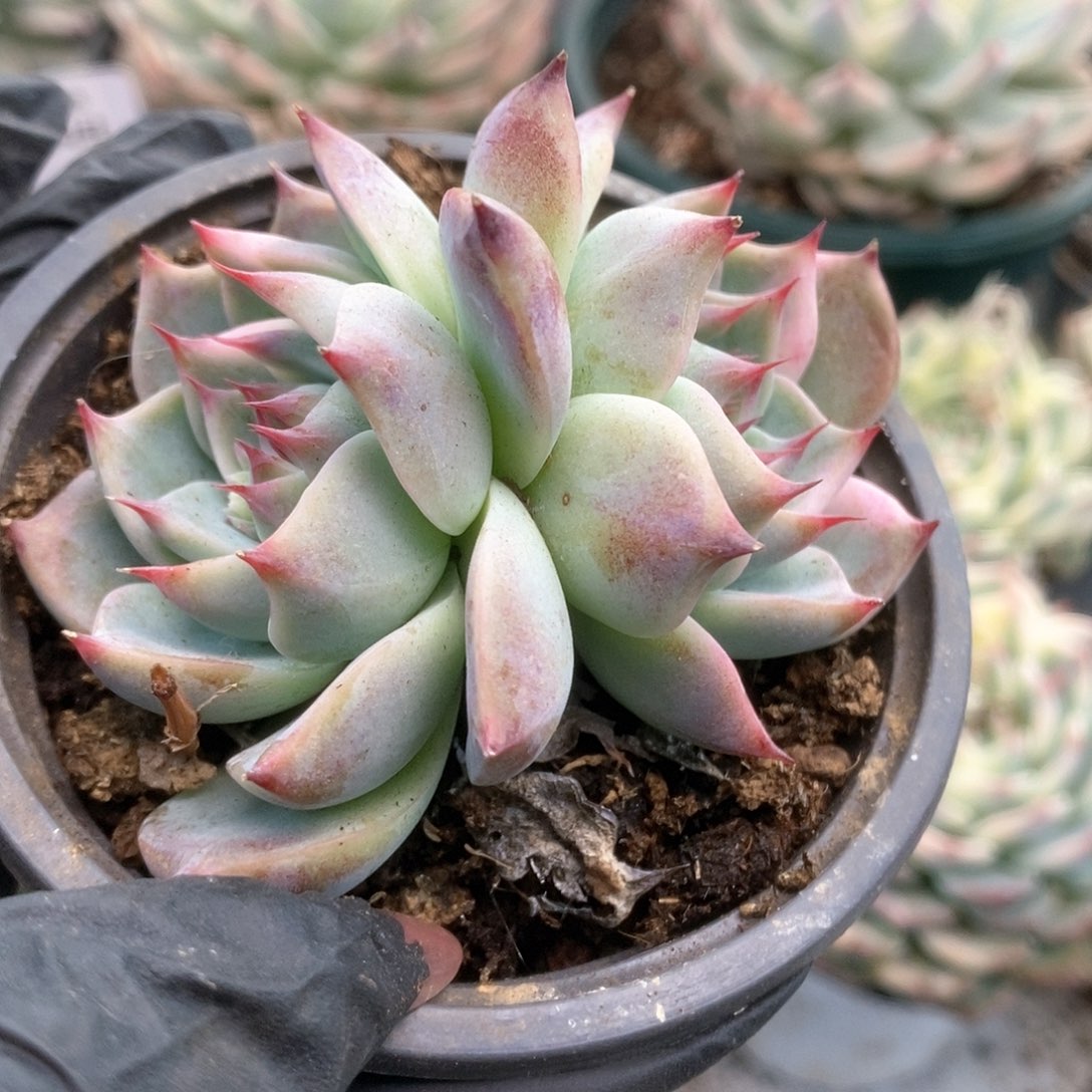 052锦锦锦锦锦锦锦锦