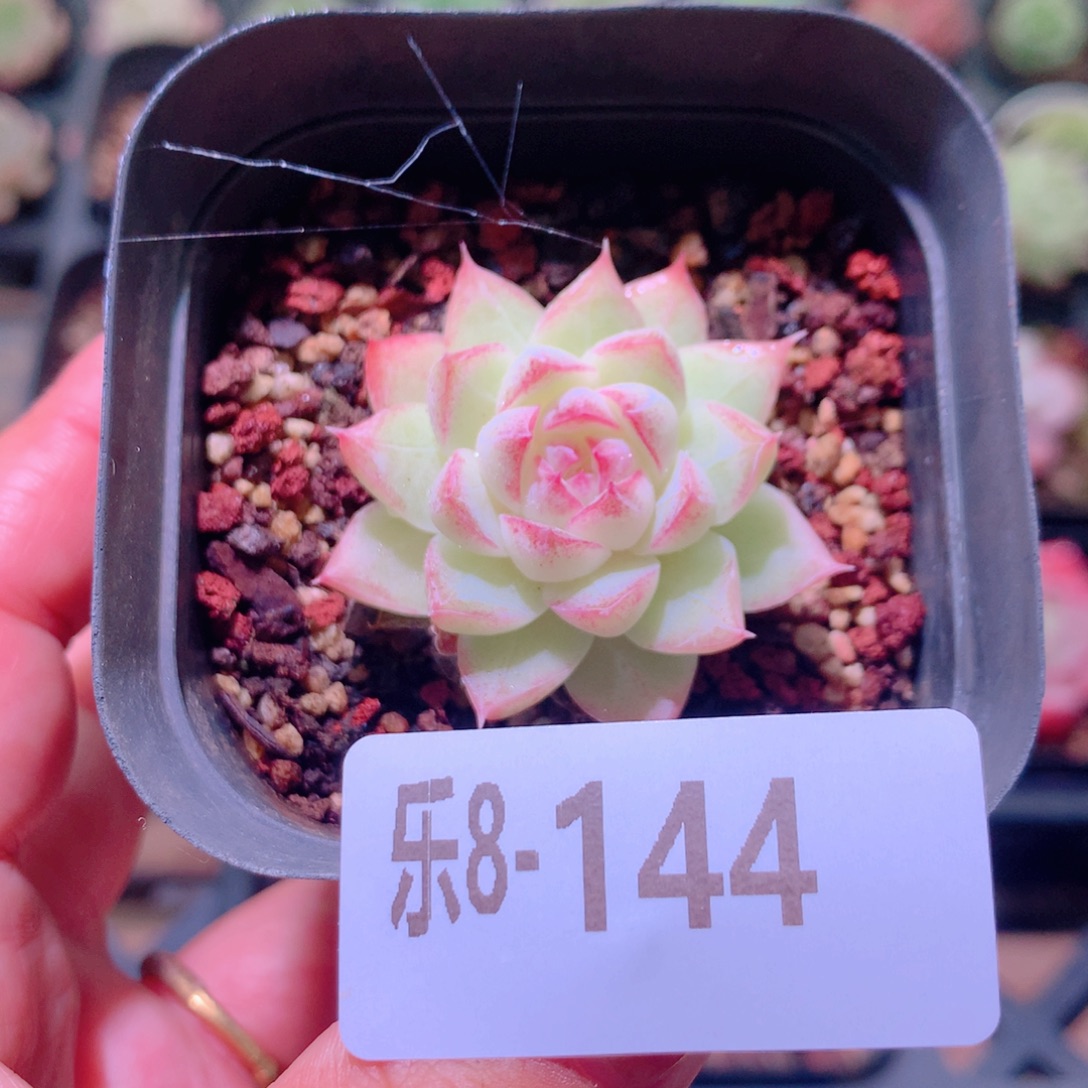 乐然8-144 女王玫瑰 