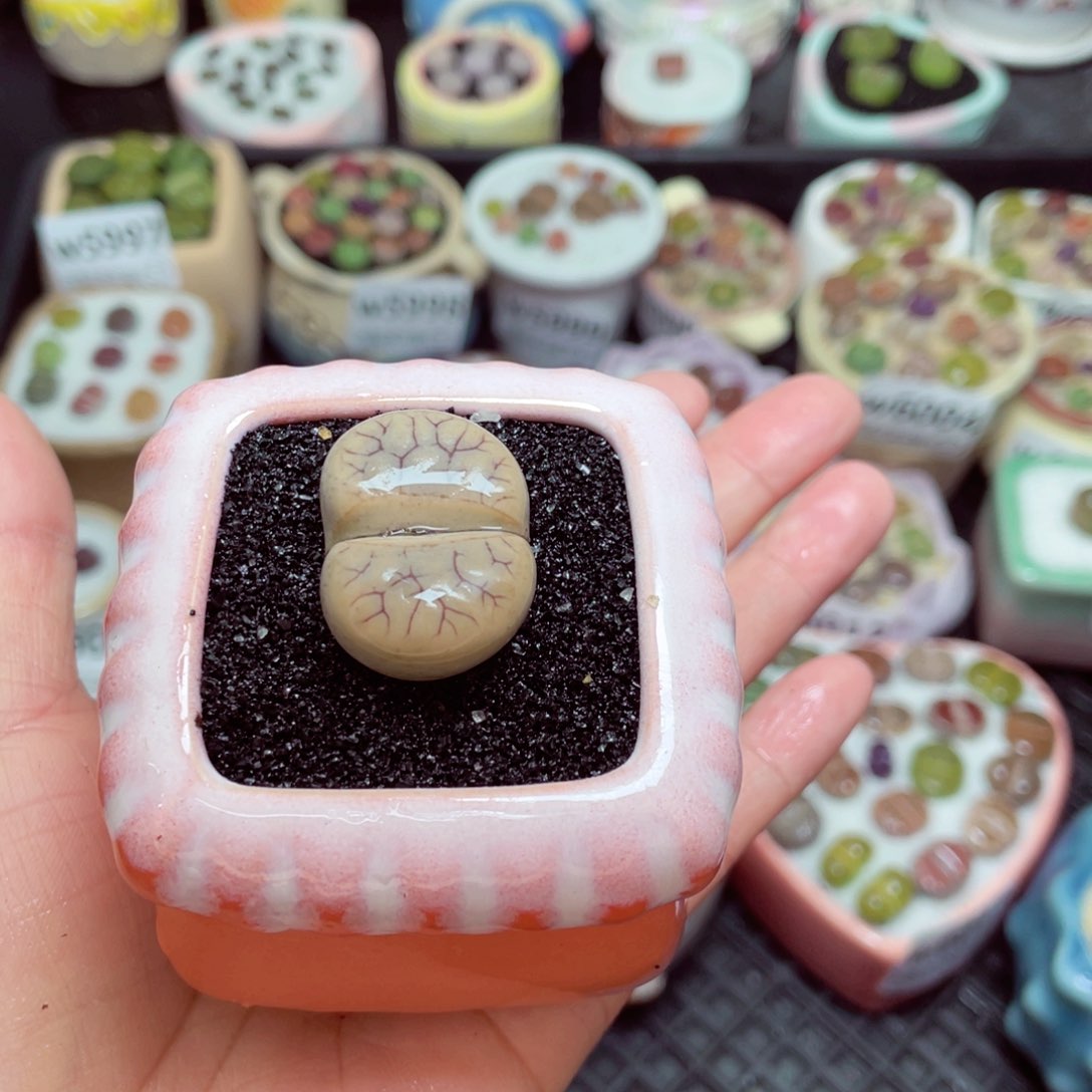 w6019 -零下地区拍保温箱-15支持寄养