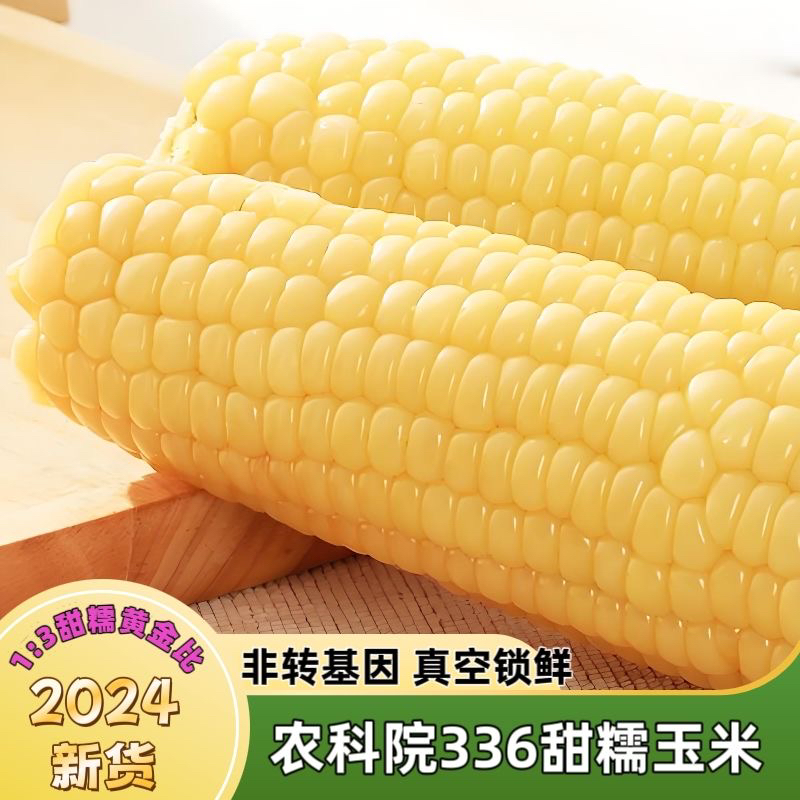 蒙谷苞336甜加糯三分甜七分糯真空玉米甜糯东北软粘香甜大白糯