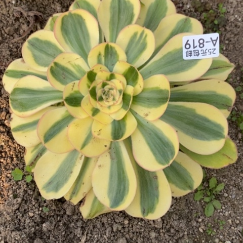 819王妃满25包邮多肉