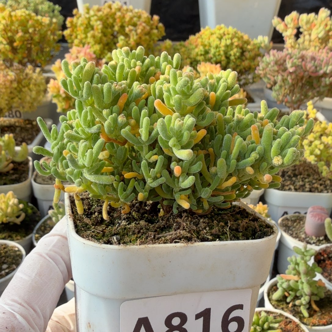 A816烟化枝干一物一拍