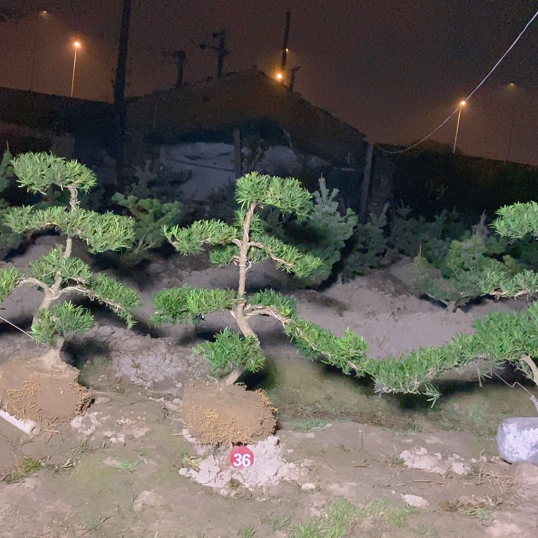 罗汉松直播间268/1颗