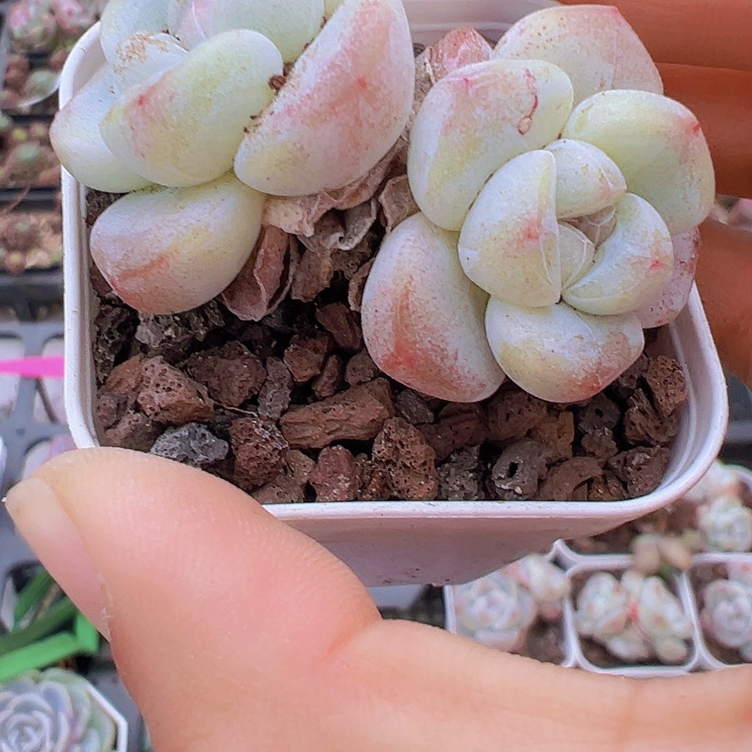 5.5盆双头精品冰玉3颗