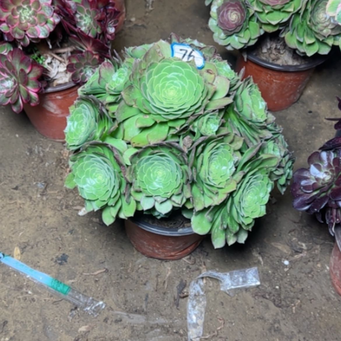 【闪购商品】多肉植物万圣夜76