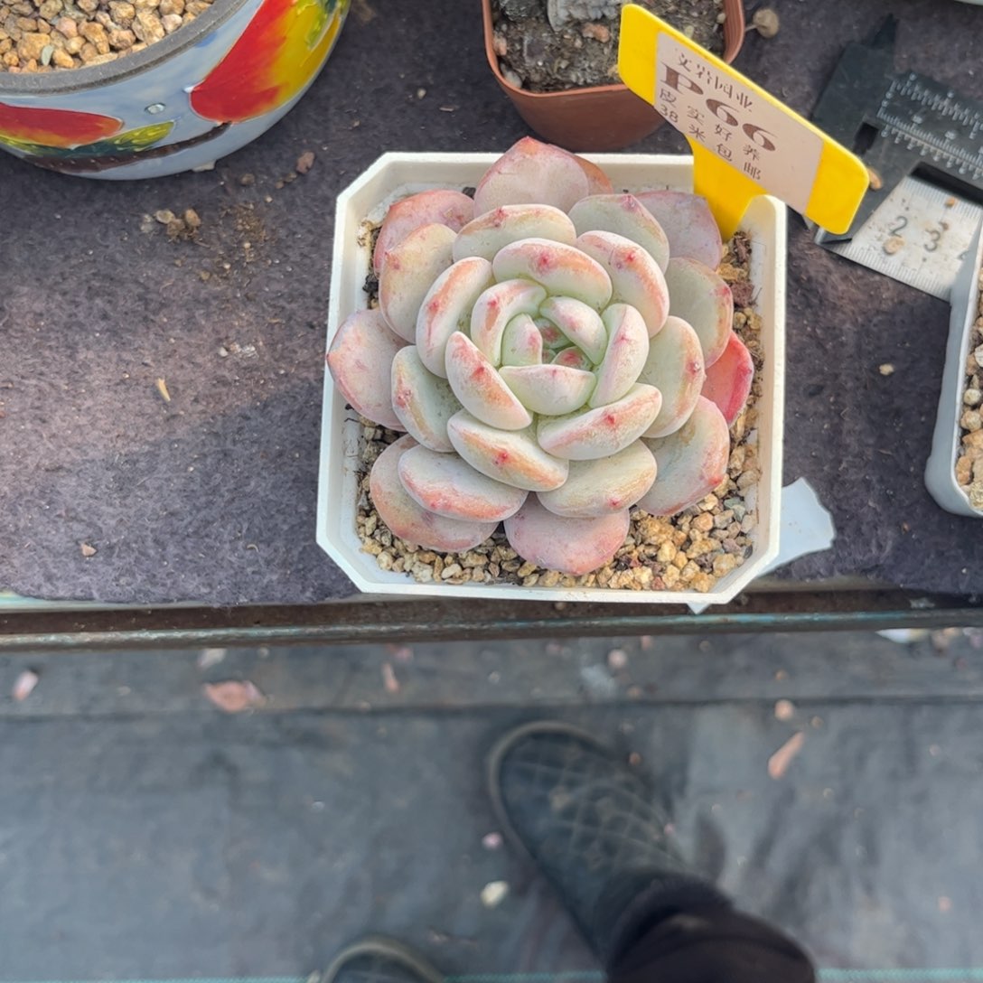 ?*一多肉植物1111影音111