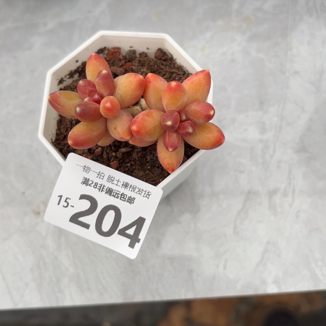 千代田多肉多肉多肉