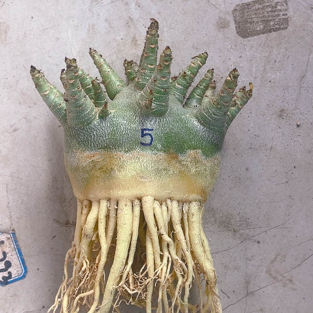 KM金刚沙枚5号多枝条