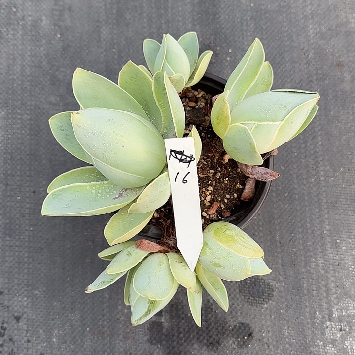 山地玫瑰一物一拍，脱土发，16号，不包断侧芽