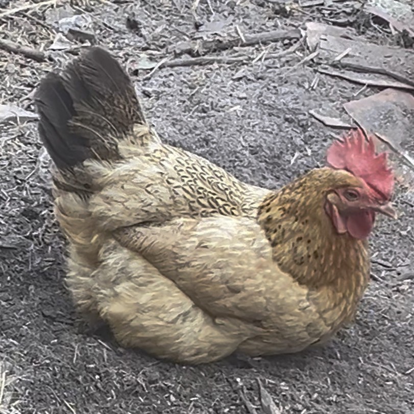 宠物鸡花柴母鸡（总重量以直播间为准）