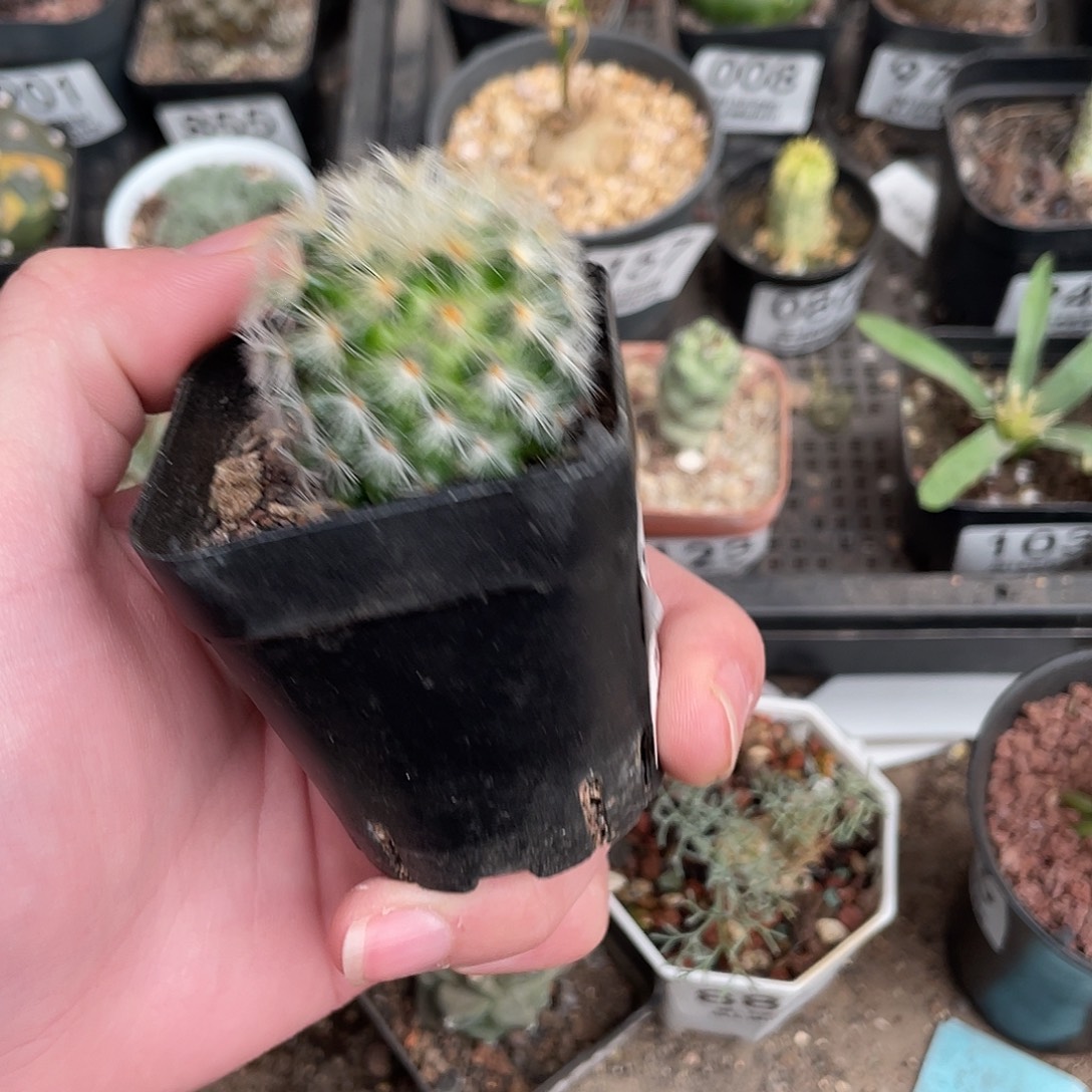 866嘉文（满18包邮）