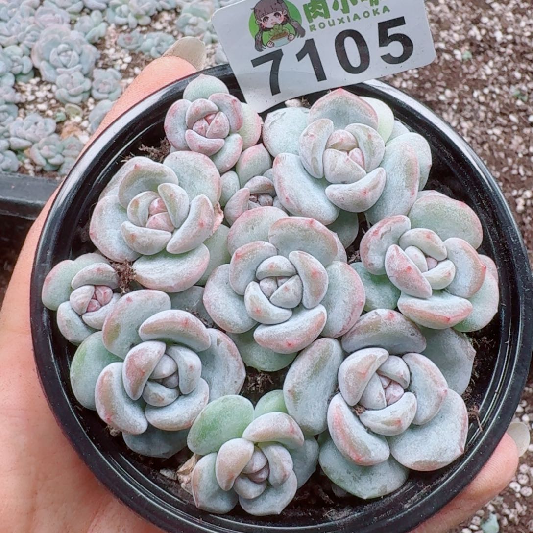 多肉植物多肉植物