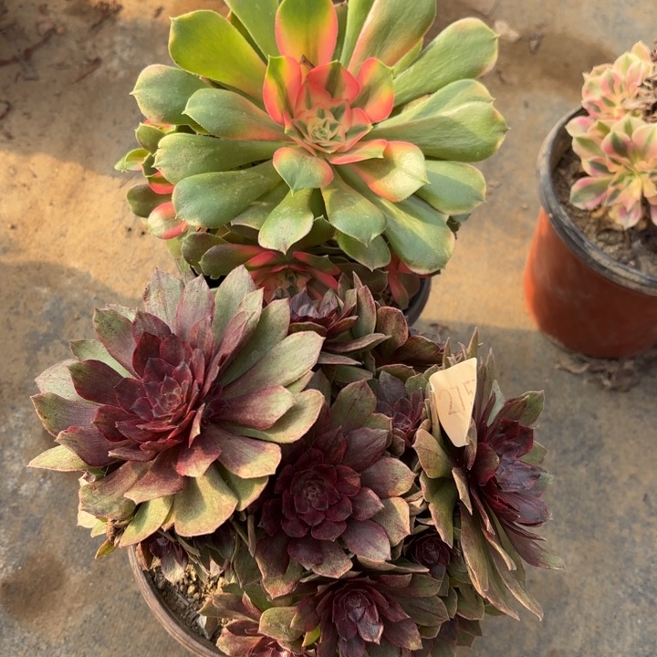 2颗多肉处理不包断头2157