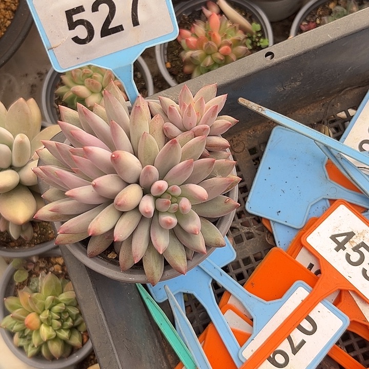 多肉植物虞美人群527