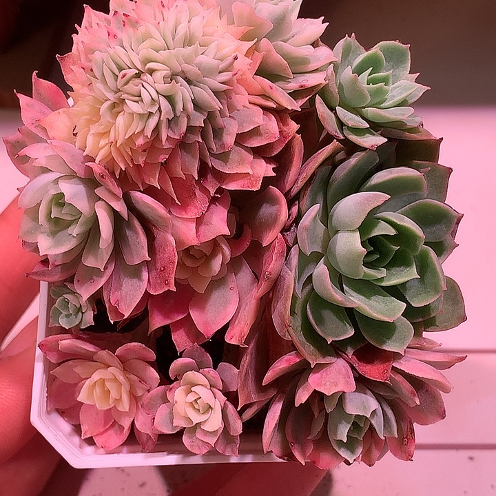 沙漠玫瑰锦锦锦锦锦