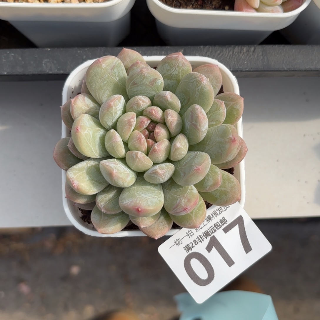 百达翡翠无盆土发货