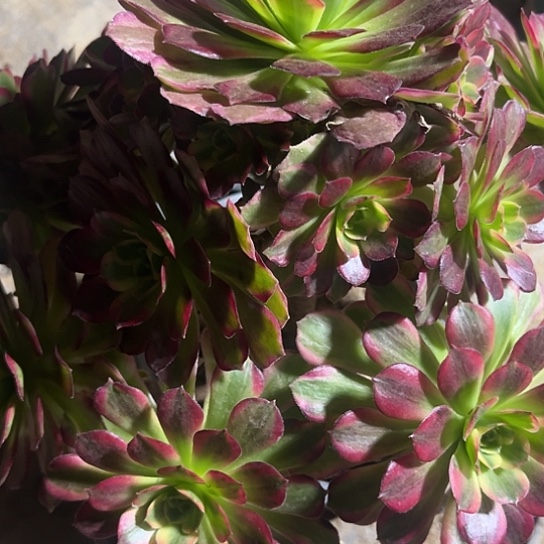 11号链接安啦法师景