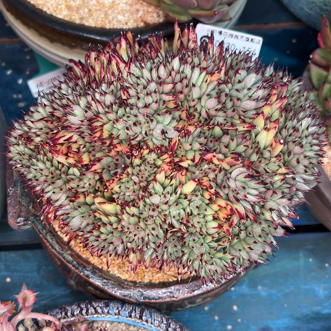 蛋**嫲从前慢多肉精选编号0330.154