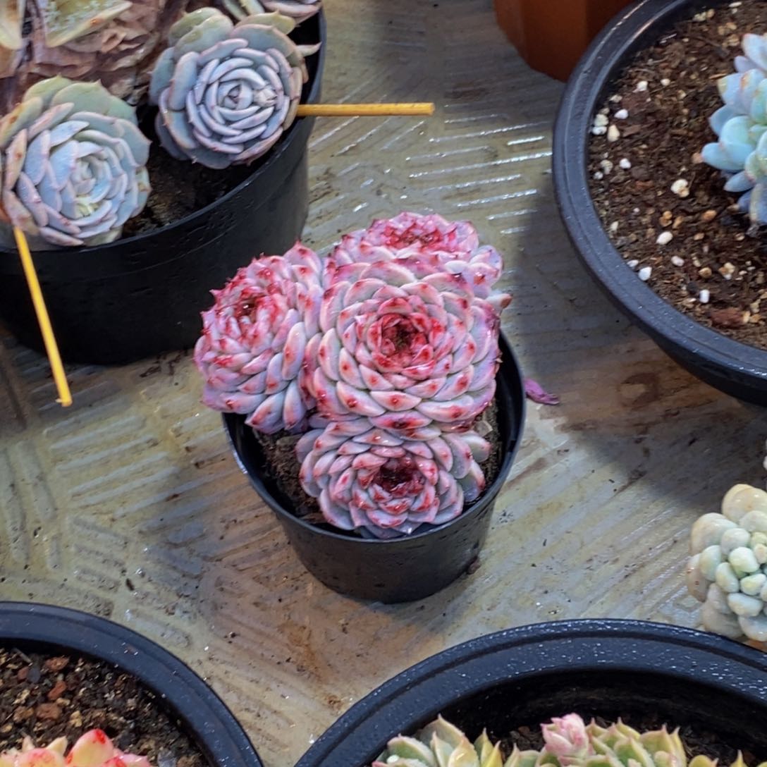 生****凉一物一拍多肉植物