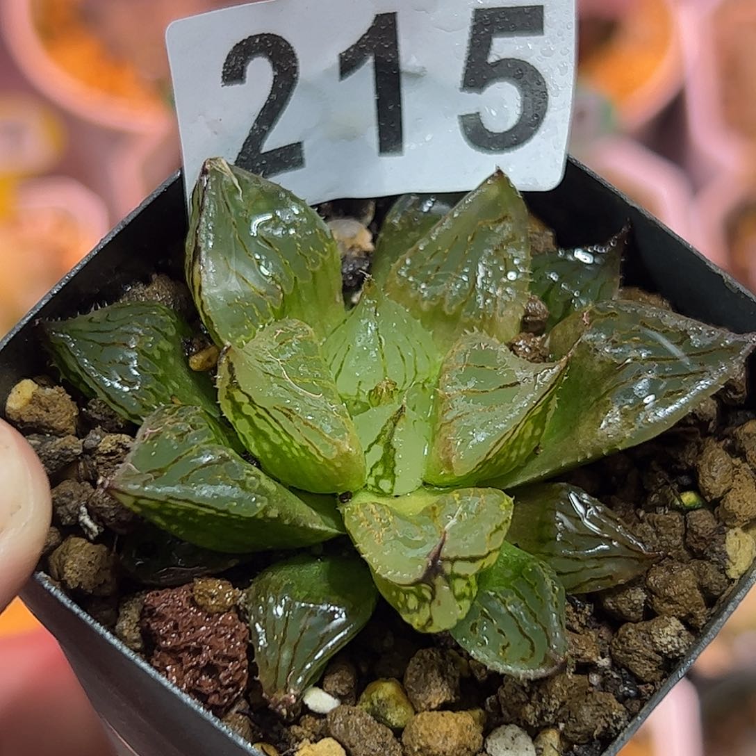 实生裹十二卷多肉植物