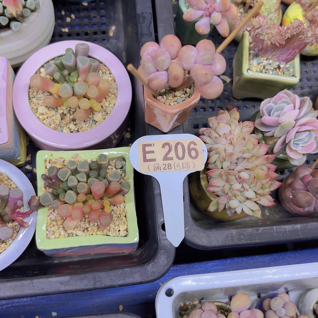 E206原始奶一物一一拍