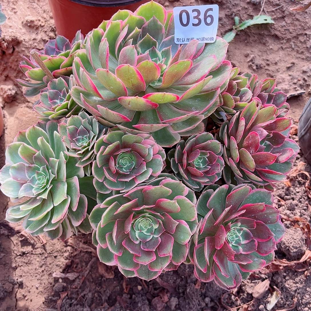 无花朵多肉植物036