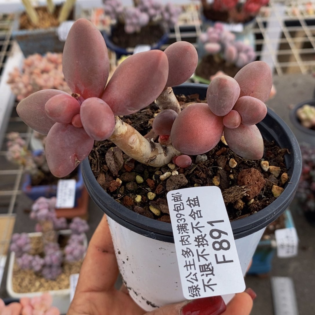 糖果美人891/7c m多肉