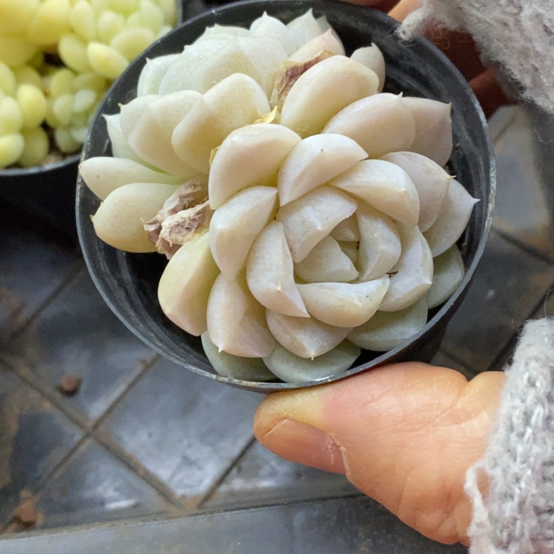 精品多肉一物一拍不包整173