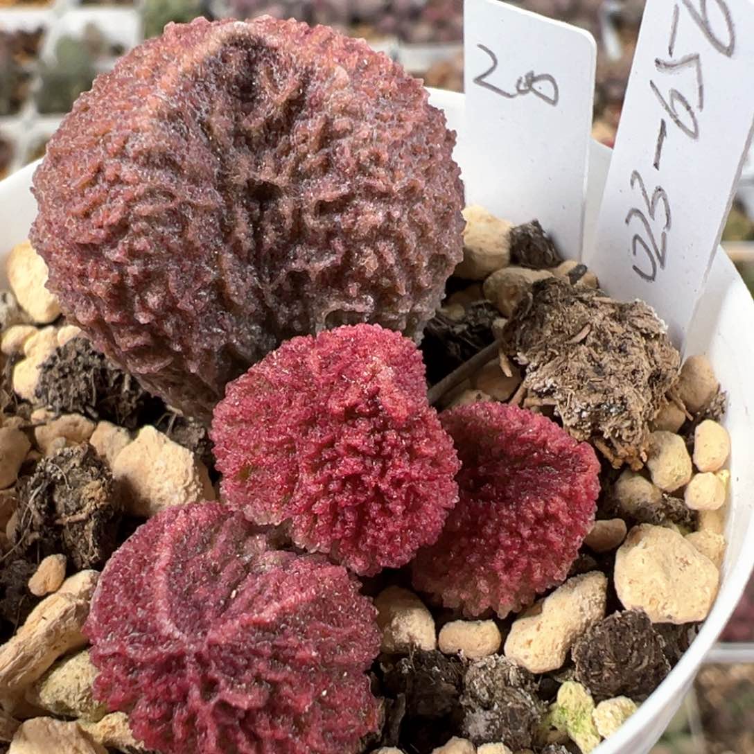 实生新品大苗多肉植物水泡