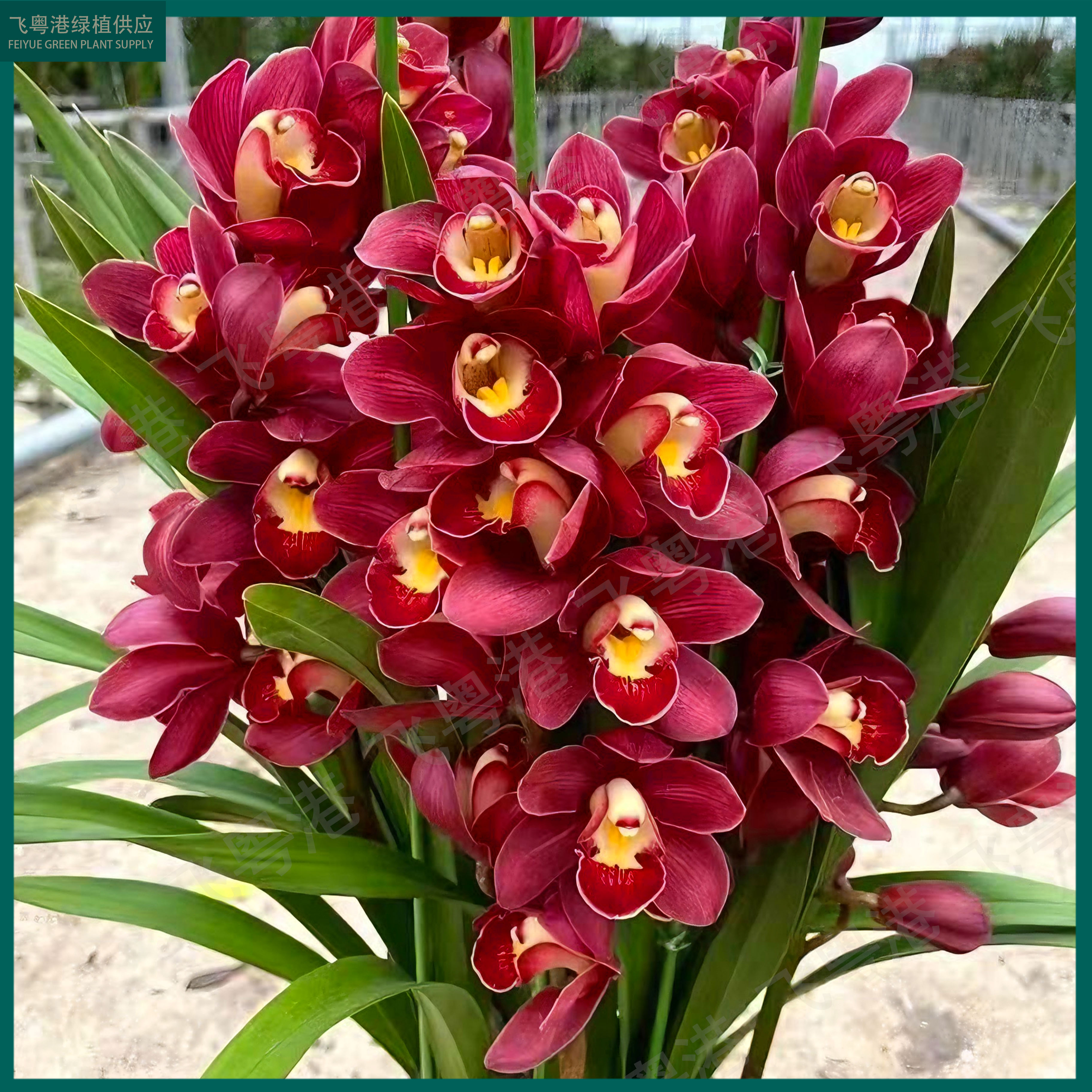 大花蕙兰红宝石3-5花剑浓香型好养兰花室内外四季开花精品盆栽