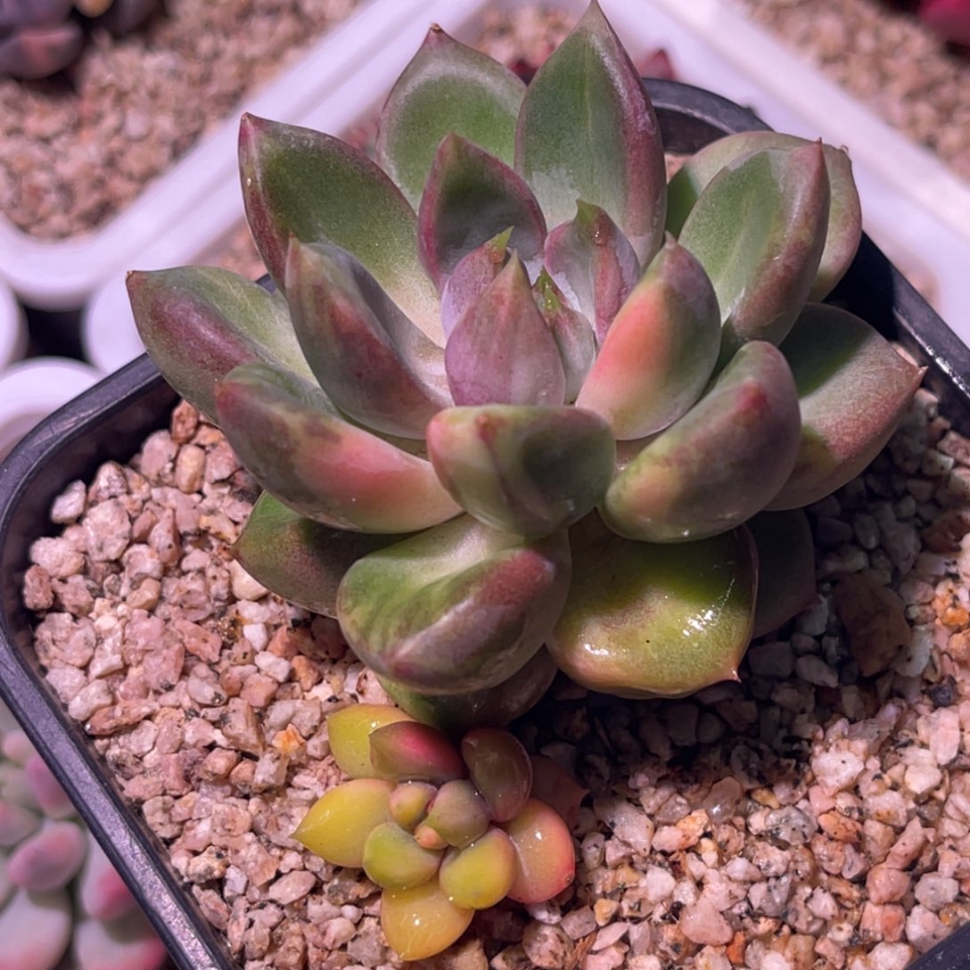 尚品特价红象牙锦老桩