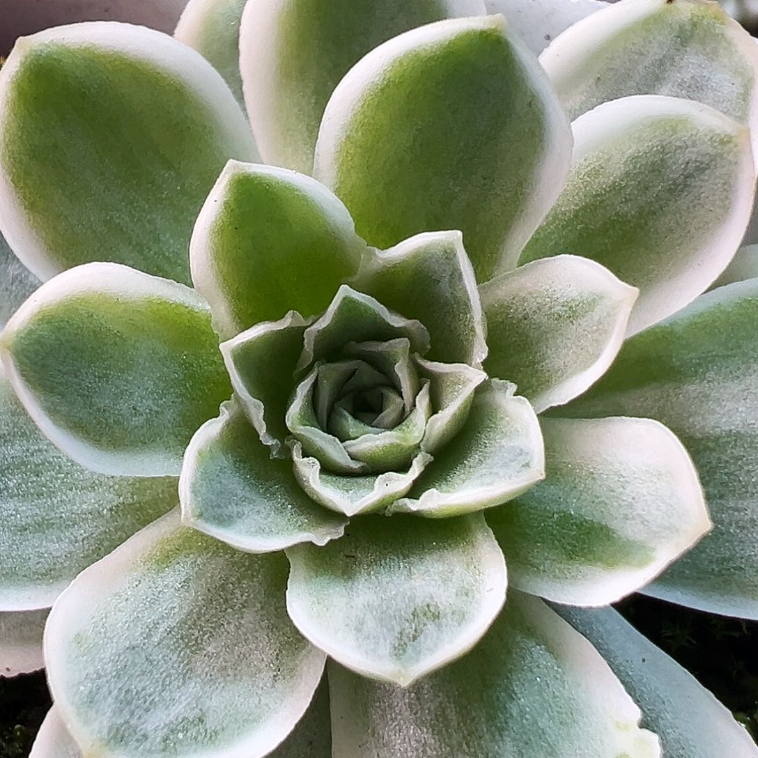 山地玫瑰锦秋夕827号