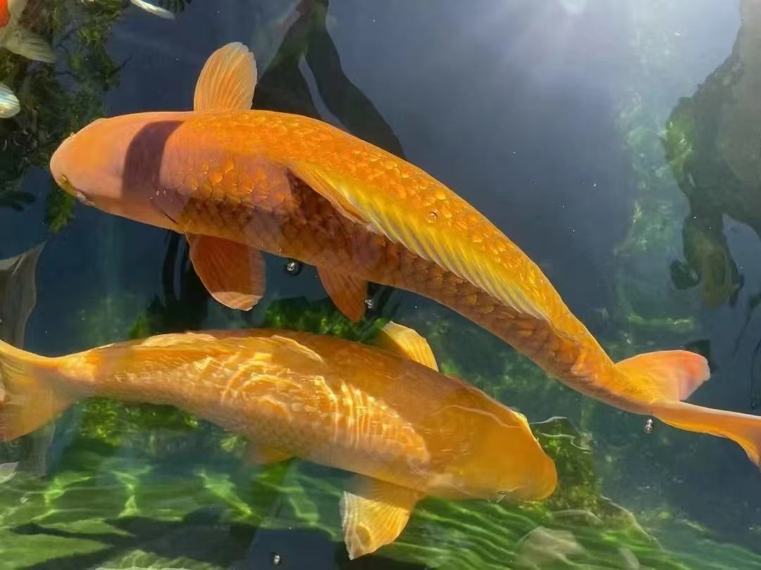 （不包邮）观赏鱼锦鲤