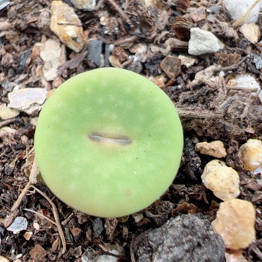 99多肉植物百科红嘴