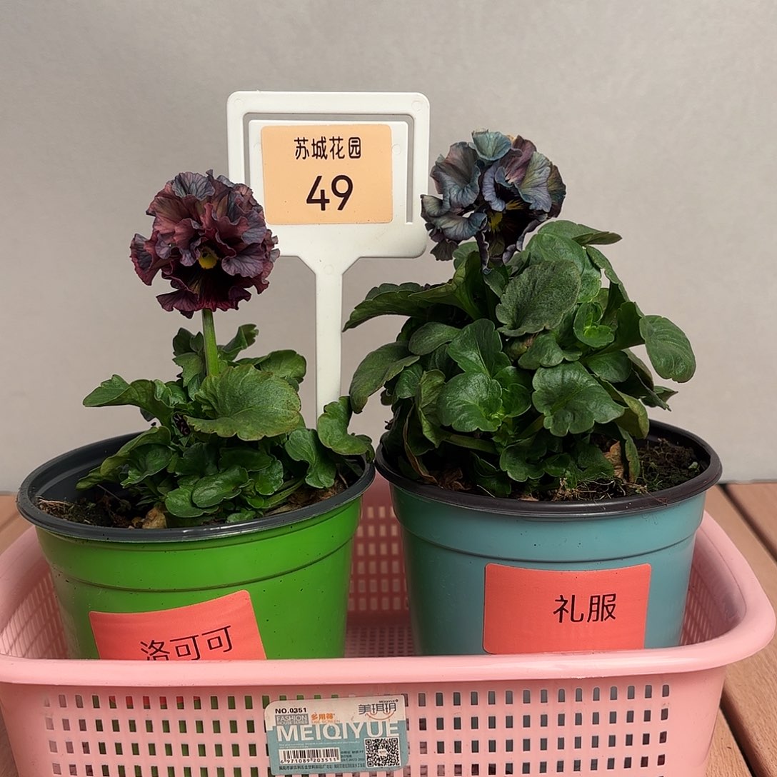 大部分开放少量花苞49