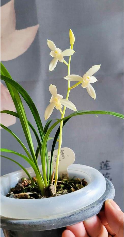 建兰高品素。壮前陇3叶带5叶。长28Cm，宽1.4Cm。兰友看清苗情再出价。