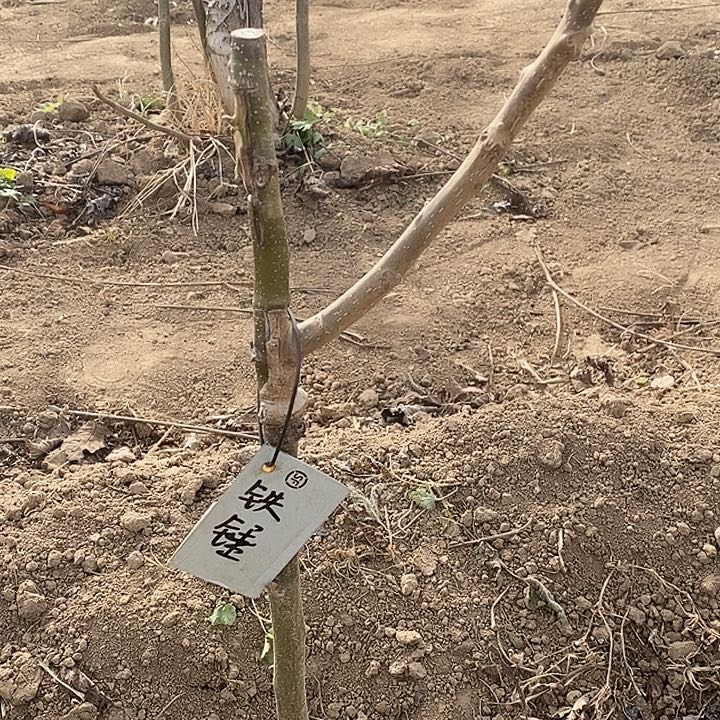 完全开放强小铁锤嫁接苗
