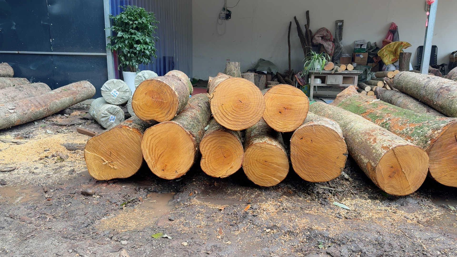 室内取暖蜂窝煤炭槐木劈柴耐烧干柴火地锅灶台