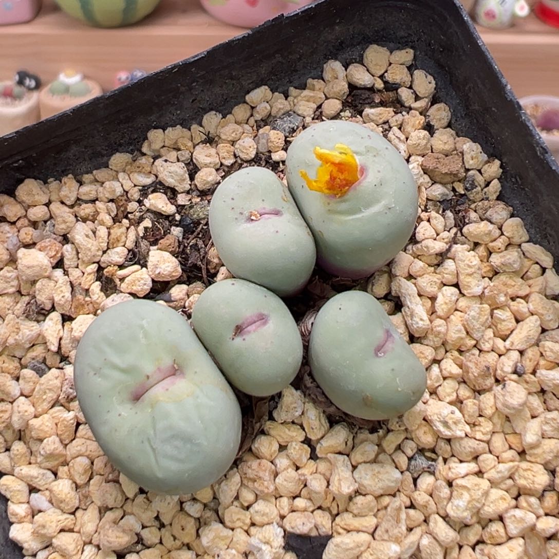 多肉植物150号红嘴